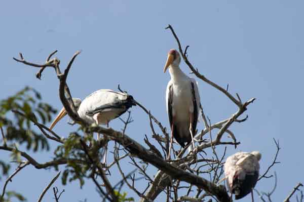 105 - Tanzania - Ciguenyas - parque nacional lago Manyara